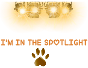 an in the spotlight award 